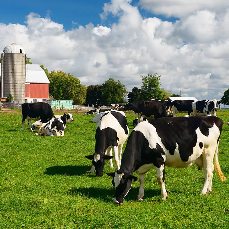 Des vaches noir et blanc sur un pâturage de ferme.