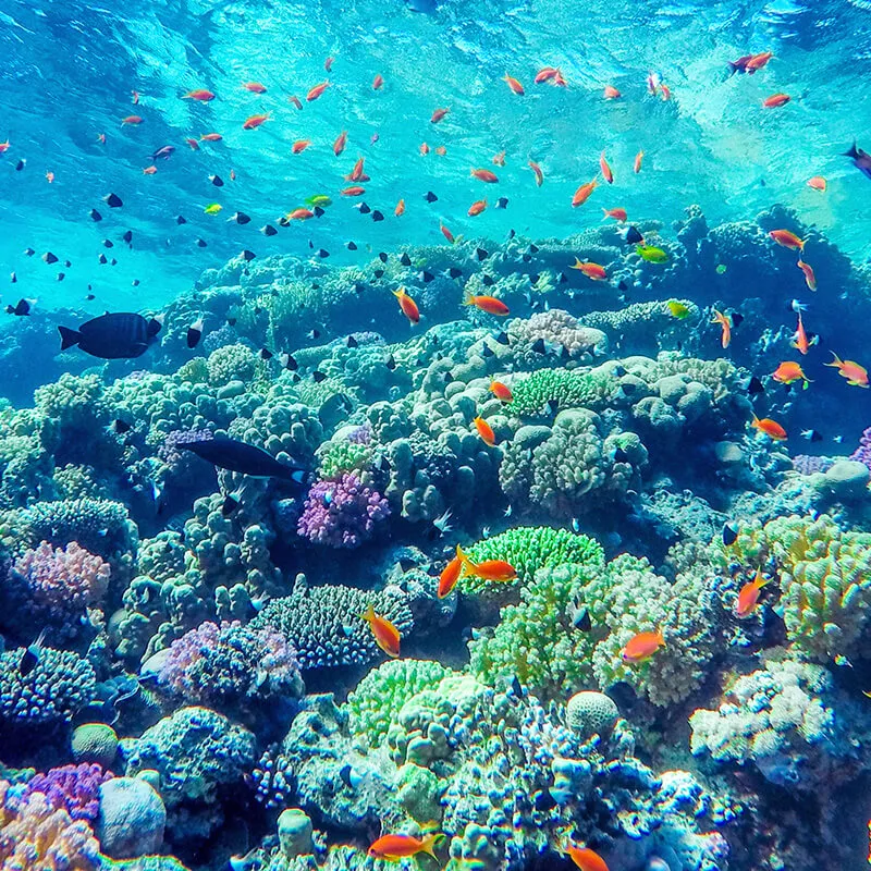 Des poissons et des plantes aquatiques colorés au fond de l’eau turquoise.