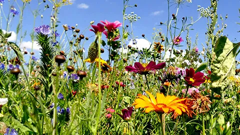 Une variété de fleurs colorées poussant dans un champ luxuriant.