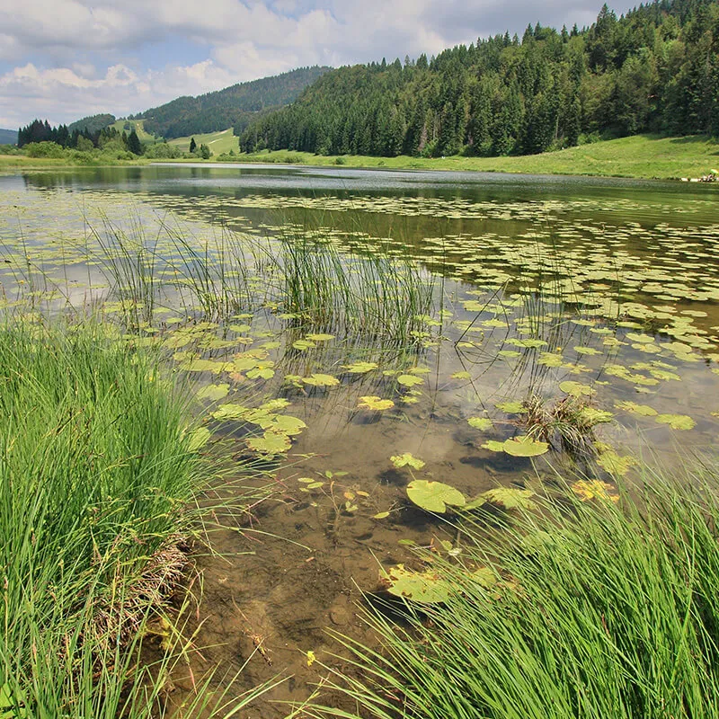 Des nénuphars flottant sur un étang en forêt montagneuse.