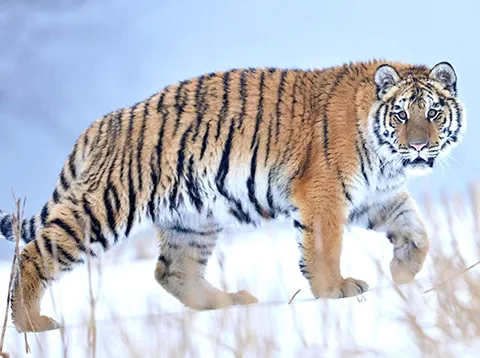 Un tigre de Sibérie marchant sur la neige.
