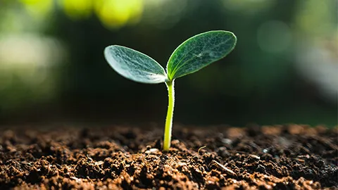 Une micropousse verte à deux feuilles émergeant du sol.