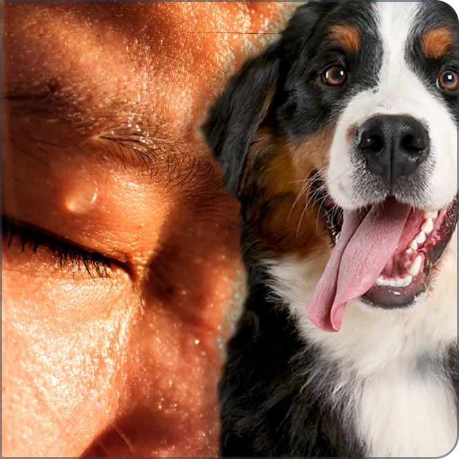 Un visage humain transpirant abondamment et un chien qui halète en sortant la langue.