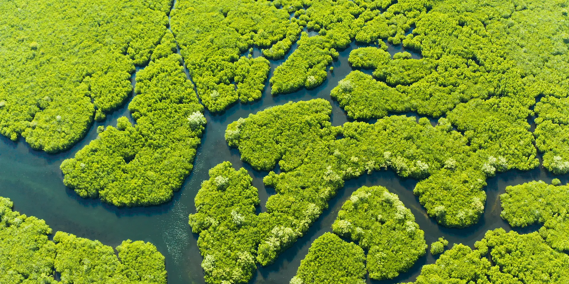 Des palétuviers poussant dans l’eau en zone tropicale.