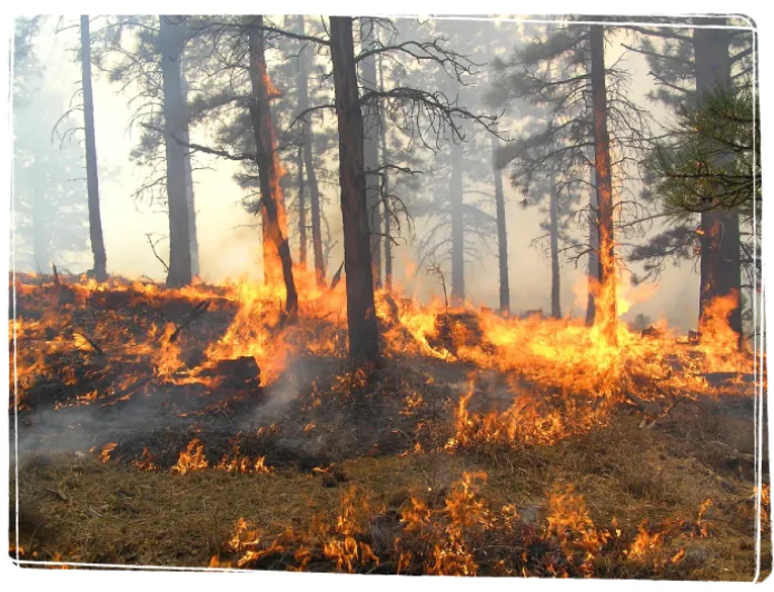 Un feu ravageant une forêt.