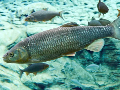 Un saumon de l’Atlantique nageant dans les fonds marins.