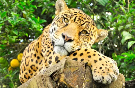 Un jaguar couché sur un billot de bois, devant un arbre fruitier.