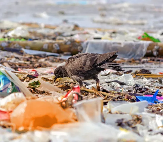 Un oiseau picorant dans un amas de déchets au sol.