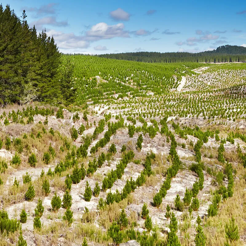 Des arbres légèrement dispersés poussant sur une colline.