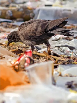 Les microplastiques, une menace invisible