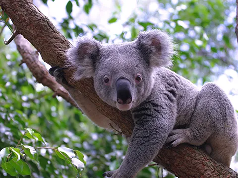 Un koala enroulé autour d’une branche d’arbre en hauteur.