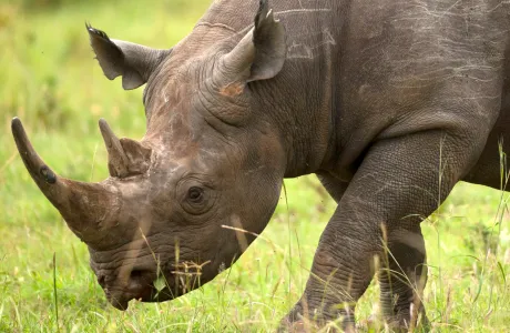 Un rhinocéros noir marchant sur l’herbe.