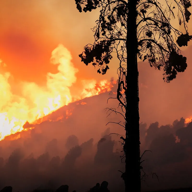 Un incendie de forêt destructeur et incontrôlable.