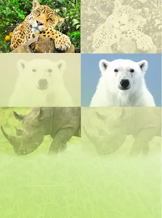 Des espèces en péril sur tous les continents