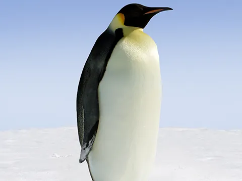 Un manchot empereur debout sur la banquise.