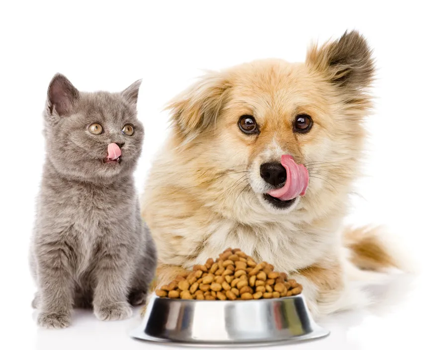 Un chat et un chien qui se lèchent les babines devant une gamelle remplie de croquettes pour animaux.