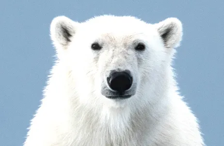 Un ours polaire vu de face.